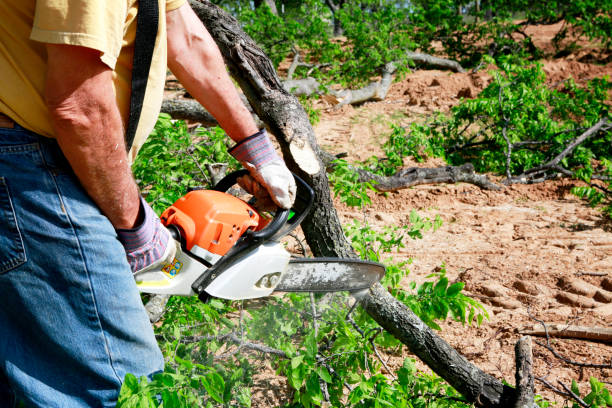 How Our Tree Care Process Works  in  Six Shooter Canyon, AZ